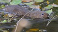 Campagnol amphibie (Arvicola sapidus) Campagnol amphibie, sourie, marécage, mare, russeaux 