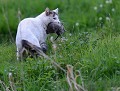 Chat domestique et Campagnol amphibie (Felis silvestris catus et Arvicola sapidus, Côtes d'Armor, France). chat domestique, Campagnol amphibie,  Arvicola sapidus, mammifère 