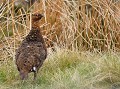 Lagopède d’Écosse mâle (Lagopus lagopus scotica) Lagopède d’Écosse, Lagopus lagopus scotica, galliforme, gallinacé, lagopède 