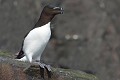 Pingouin torda (Alca torda) Pingouin torda, Alca torda, Charadriiforme, oiseau pélagique, pélagique, atlantique nord, Écosse, LPO, national géographic 