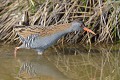 Râle d'eau (Rallus aquaticus) Râle d'eau, Rallus aquaticus, gruiforme, oiseau d'eau, oiseau migrateur, Bretagne, Finistère 