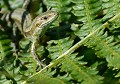 Lézard vivipare (Zootoca vivipara) Lézard vivipare, Zootoca vivipara, reptile, saurien, Bretagne, bois et forêts, Côtes d'Armor 