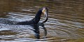 Grand Cormoran et Anguille (Landes, France). Grand Cormoran, Anguille, cormoran, piscivore, prédation, prédateur, polder, marécage, étangs 