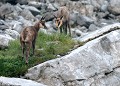 Bébés Chamois (Rupicapra rupicapra, dans les Alpes, France) Chamois, chevreau, bovidé, capriné, montagne, alpes, bébés 