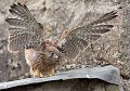 Tout jeune Faucon crécerelle juste sorti du nid (Falco tinnunculus, en Bretagne, France) Faucon crécerelle, Falco tinnunculus, oisillon, rapace diurne, rapace, oiseau de proie, faucon 