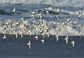 Nuée de Bécasseaux sanderlings (Calidris alba) Becasseau sanderling, Calidris alba, oiseau hivernant, nuée d'oiseaux, voilier d'oiseaux, bord de mer, côte Atlantique, haute mer, piscivore, instinct grégaire 