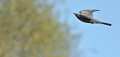 Coucou gris mâle (Cuculus canorus) Coucou gris, Cuculus canorus, oiseau parasite, parasitage, oiseau migrateur, Bretagne 