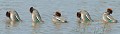 Photomontage mettant en scène la parade nuptiale d'une Sarcelle d'hiver mâle  (Anas crecca) Sarcelle d'hiver, petit canard, canard, canard migrateur, ansériforme, Anas crecca, anatidé, Eddie Roy, Autres regards 