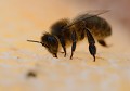 Au cœur de la ruche : Abeille européenne (Apis mellifera) ruche, Abeille européenne, Apis mellifera, miel, jardin, insecte, hyménoptère 