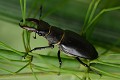 Lucane mâle (Lucanus cervus) Lucane, Lucanus cervus, coléoptère, insecte 