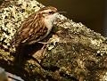 Grimpereau des jardins (Certhia brachydactyla) Grimpereau des jardins, passereau, oiseau de Bretagne, avifaune, oiseau de France, insectivores 