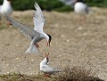 Petit conflit territorial : Sternes pierregarins Sternes pierregarins, conflit territorial 