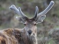 Cerf d’Écosse (cervus elaphus scoticus) Ecosse, Cerf_d_écosse, eddie_roy 