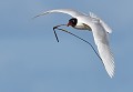 Mouette mélanocéphale Mouette mélanocéphale en vol 