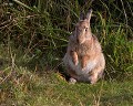 La supplique au chasseur ! Lapin de garenne (Oryctolagus cuniculus) Lapin de garenne fait le beau 