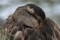 Canard colvert juvénile. Canard colvert juvénile 