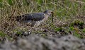 Coucou gris femelle (Cuculus canorus) et ver de terre (Côtes d'Armor, France). Coucou gris et ver de terre 