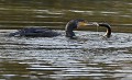 Kiss, kiss...! (Grand Cormoran et Anguille) Kiss me, Grand Cormoran et Anguille 