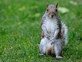 Écureuil gris (Sciurus carolinensis) Écureuil gris 