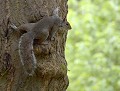Couleur d'écorce...(Écureuil gris: Sciurus carolinensis) mimétisme, écureuil gris 
