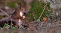 Écureuil roux (Sciurus vulgaris, Côtes d'Armor, France). Nourriture de l'écureuil roux 