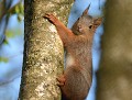 Écureuil roux (Sciurus vulgaris) portrait d'un Écureuil roux 