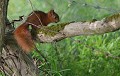Bébé part en vadrouille...(Tout jeune écureuil roux : Sciurus vulgaris, Ille-et-Vilaine, France) bébé part en vadrouille, jeune écureuil roux 