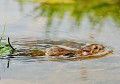 Le Mulot sylvestre est un excellent nageur (il a même parcouru sous l'eau 3 ou 4 m avant de rejoindre la rive du marigot (Apodemus sylvaticus) la nage du Mulot sylvestre 