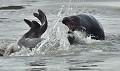 Petite joute amoureuse entre deux Phoques gris (Halichoerus grypus) parade amoureuse du phoque gris, couple de phoques gris 