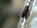 Pipistrelle commune (Pipistrellus pipistrellus) Pipistrelle commune en Bretagne, Pipistrellus pipistrellus 