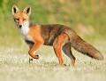 Renard roux (Vulpes vulpes, Bretagne, France) Renard roux 