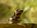 La Salamandre tachetée se déplace très rarement dans l'eau et seulement pour y pondre. En effet elle nage comme une brique et peu se noyer ! (Salamandra salamandra) Salamandre tachetée dans l'eau 