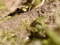 Salamandre tachetée  (Salamandra salamandra) Salamandre tachetée 