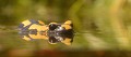 La Salamandre tachetée se déplace très rarement dans l'eau et seulement pour y pondre. En effet elle nage comme une brique et peu se noyer ! (Salamandra salamandra) Salamandre tachetée dans l'eau 