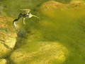 Grenouille verte (Pelophylax kl. esculentus) Grenouille verte 