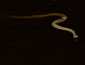 Couleuvre à collier (natrix natrix) Couleuvre à collier dans l'eau 