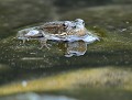 Toute petite grenouille verte (Pelophylax kl. esculentus, Ardèche, France) petite grenouille verte 