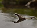 Orvet fragile femelle  (Anguis fragilis) Orvet dans l'eau 