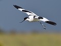 Avocette élégante  (Recurvirostra avosetta) Avocette élégante en vol 