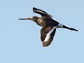 Barge à queue noire en plumage internuptial (Limosa limosa) Barges à queue noire en vol 