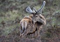 Cerf d'Ecosse (cervus elaphus scoticus) Cerf d'Ecosse 