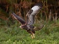 Buse variable (Buteo buteo) Buse variable 