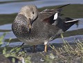 Canard chipeau mâle (Mareca strepera) Canard chipeau mâle 