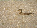 Canard colvert femelle sous une pluie d'orage (Anas platyrhynchos) colvert sous la pluie 