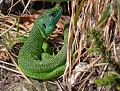 Lézard vert (Lacerta bilineata) Lézard vert 