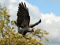Choucas des tours (Corvus monedula) Choucas des tours en vol 