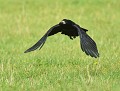 Corbeau freux (Corvus frugilegus)) Corbeau freux en vol 