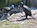 L'offrande...: Cormorans huppés (Phalacrocorax aristotelis) couple de Cormorans huppés 