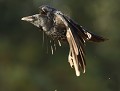 Corneille noire (Corvus corone) Corneille noire en vol 