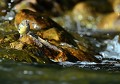 Bergeronnette des ruisseaux (Motacilla cinerea) Bergeronnette des ruisseaux 